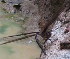 Gynacantha membranalis