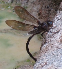 Gynacantha membranalis