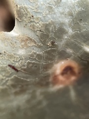 Virescentinae