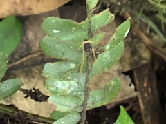 Protus bolivari