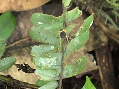 Protus bolivari