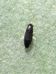 Adelphophylus balcanicus