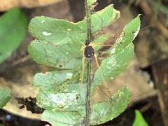 Protus bolivari