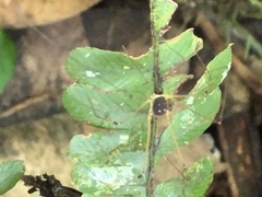 Protus bolivari