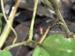Protus bolivari