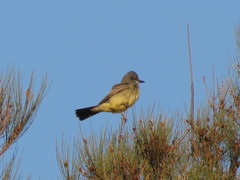 Tyrannus vociferans