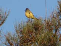 Tyrannus vociferans