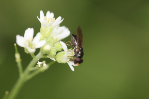 Parsley Blacklet, Alkmaar, Nederland, photo 9 of 10