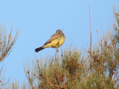 Tyrannus vociferans