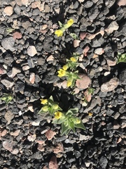 Mohavea breviflora