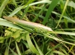Conocephalus fuscus