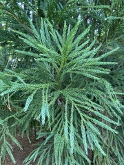Cryptomeria
