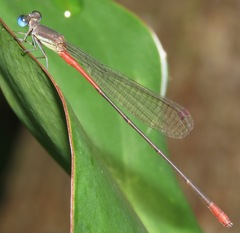 Austrotepuibasis manolisi