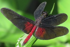 Diastatops pullata