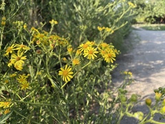 Jacobaea grandidentata