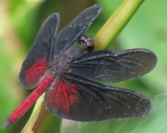 Diastatops pullata