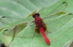 Erythemis mithroides