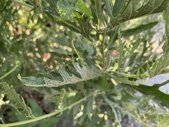 Jacobaea grandidentata