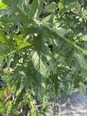 Jacobaea grandidentata