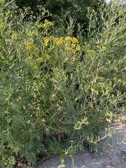 Jacobaea grandidentata
