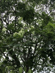 Koelreuteria paniculata