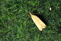 Dichomeris limosellus