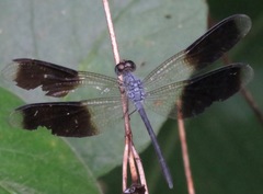 Erythrodiplax attenuata