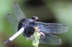 Erythrodiplax unimaculata