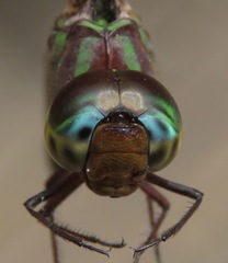 Gynacantha membranalis