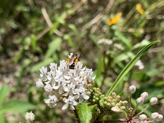 Halictus poeyi