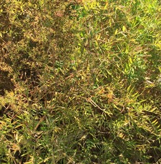Vicia tenuifolia