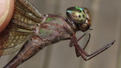 Gynacantha membranalis