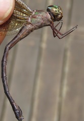 Gynacantha membranalis