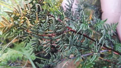 Cheilanthes quadripinnata