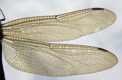 Gynacantha membranalis