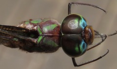 Gynacantha membranalis