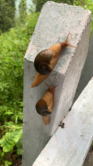 Ariophantidae