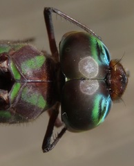 Gynacantha membranalis