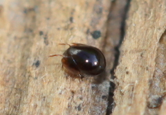 Galumnidae