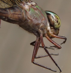 Gynacantha membranalis