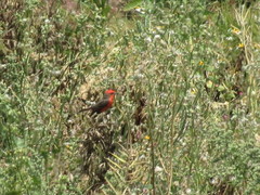 Pyrocephalus rubinus