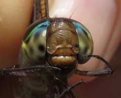 Gynacantha membranalis