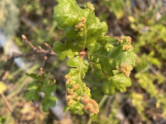 Aceria trichophila