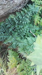 Cheilanthes quadripinnata