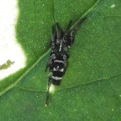 Latonigena