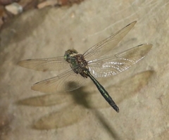 Somatochlora meridionalis