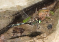 Somatochlora meridionalis