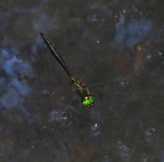 Somatochlora meridionalis