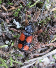 Panagaeus bipustulatus