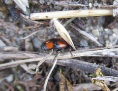 Panagaeus bipustulatus